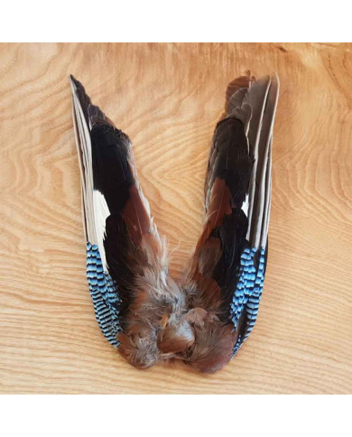 Veniard Blue Jay Wings