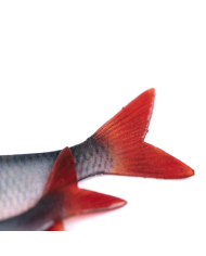 Fox Rage Ultra Natural Roach Fillets