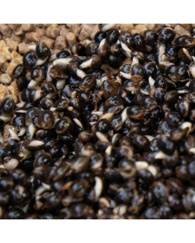 Dynamite Baits Frenzied Hempseed Tin 700g